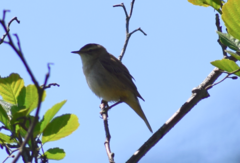 Acrocephalus schoenobaenus