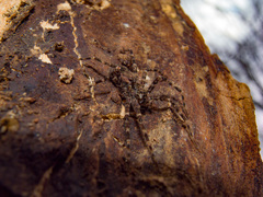Dolomedes tenebrosus