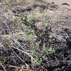 Astragalus suffruticosus