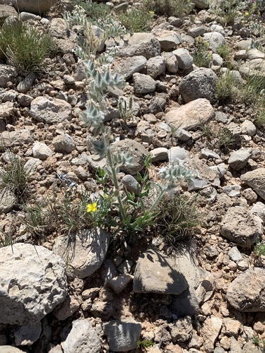 Rough Cryptantha (Oreocarya oblata)
