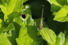 Diplacodes trivialis