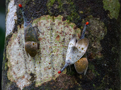 Pyrops pyrorhynchus