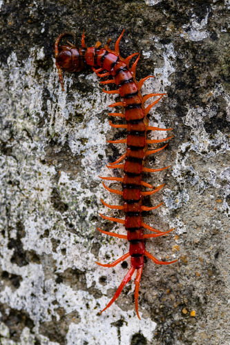 Vietnamese Centipede