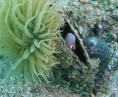 Petroscirtes breviceps