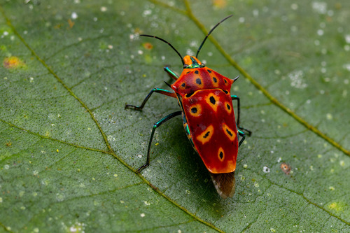 ocellated shield bug