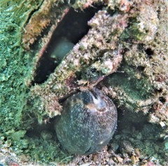 Petroscirtes breviceps