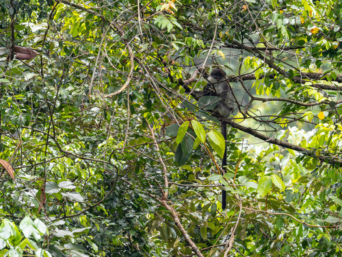 White-thighed Surili