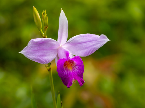 Bamboo Orchid
