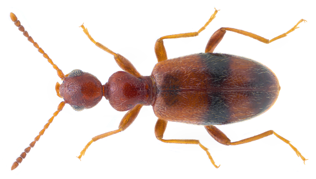 Cyclodinus constrictus