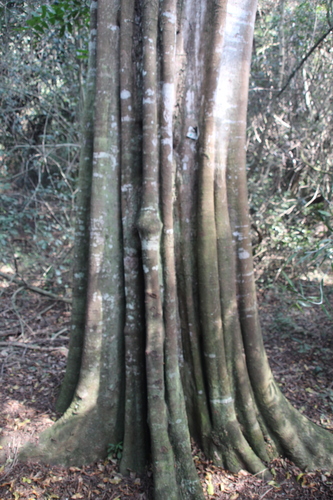Donella viridifolia