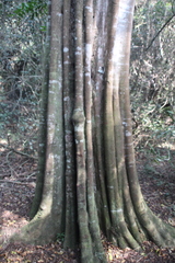 Donella viridifolia