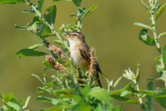 Acrocephalus schoenobaenus