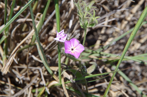 Image of Phlox glabriflora by (c) Eric Knight, some rights reserved (CC BY)