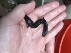 Necturus mounti
