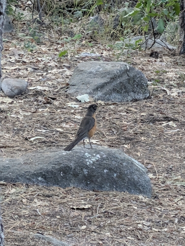 iNaturalist observation photo of American Robin