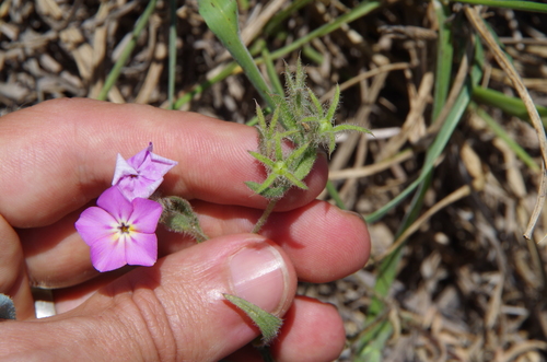 Image of Phlox glabriflora by (c) Eric Knight, some rights reserved (CC BY)