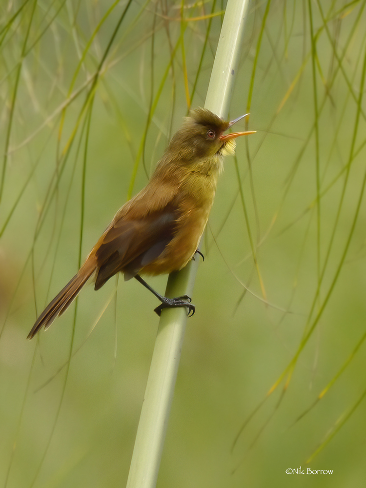Papyrus Yellow-Warbler photo