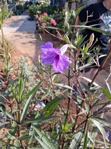 Mexican Ruellia