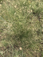 Eragrostis chloromelas