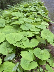 Petasites albus, photograph (c) Stephanie G. Williams, some rights reserved (CC BY)