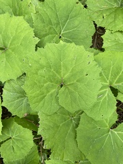 Petasites albus, photograph (c) Stephanie G. Williams, some rights reserved (CC BY)