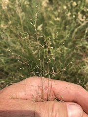 Eragrostis chloromelas