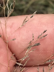 Eragrostis chloromelas