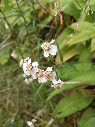 Sneezewort