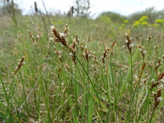 Carex praecox