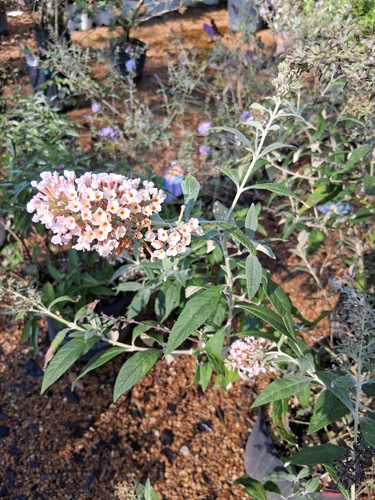 Butterfly bush