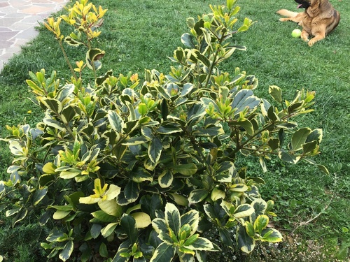 Euonymus japonicus iNat (2)