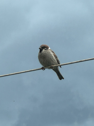 Eurasian Tree Sparrow
