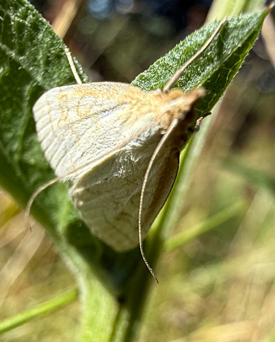 Pale Straw Pearl