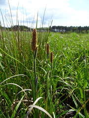 Carex riparia