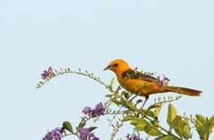 Icterus cucullatus igneus