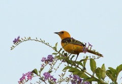 Icterus cucullatus igneus