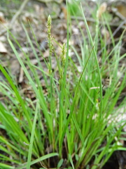 Carex canescens
