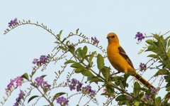 Icterus cucullatus igneus