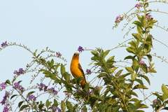 Icterus cucullatus igneus