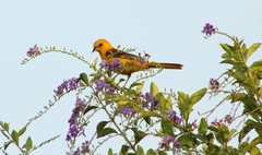 Icterus cucullatus igneus