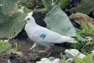 Feral Pigeon