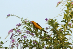 Icterus cucullatus igneus