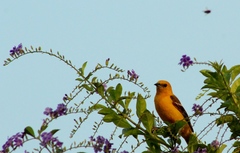 Icterus cucullatus igneus