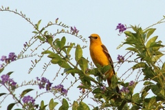 Icterus cucullatus igneus