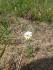 Aphanostephus skirrhobasis