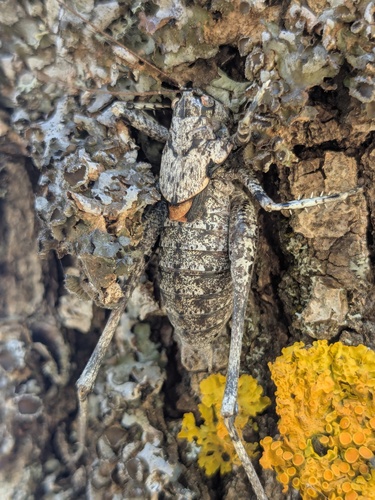 Two-toothed Bush-cricket