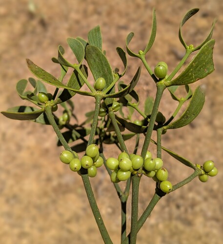 European Mistletoe