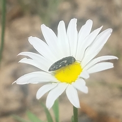 Acmaeodera