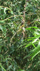 Trichonephila sexpunctata