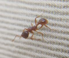 Myrmica rubra